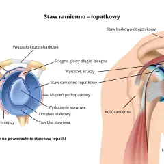 Anatomia stawu ramienno-łopatkowego, ilustracja przedstawia struktury takie jak ścięgno bicepsa, więzadła i mięśnie, które mogą ulec uszkodzeniu typu SLAP.