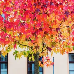 Un arbre aux feuilles flamboyantes rouge, orange et jaune, idéal pour savoir quel arbre planter dans son jardin.