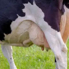 Krowa ma cztery wymiona, widoczne na zielonej łące.