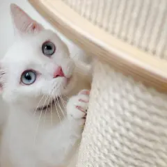 A white cat with striking blue eyes peeks from behind a scratching post, a sign your new cat is adjusting and feeling playful.