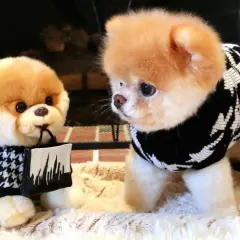 Cuál es el perro más mono del mundo: la historia de Boo y su fama