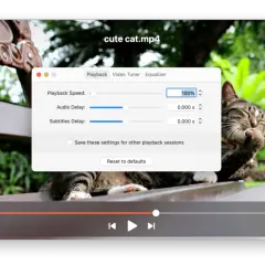 A cute cat video on a Mac is not playing. The playback speed is set to 100%, with no audio or subtitle delay.