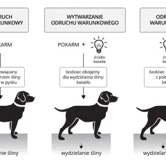 Ilustracja pokazuje, jak pokarm wywołuje odruch wydzielania śliny u psa. Wytwarzanie odruchu warunkowego następuje przez skojarzenie bodźca obojętnego (światło) z pokarmem, co prowadzi do wydzielania śliny na sam widok światła.