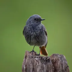 Ein junger Hausrotschwanz sitzt auf einem Baumstumpf. Sein Gefieder ist grau, der Schwanz leuchtend orange.
