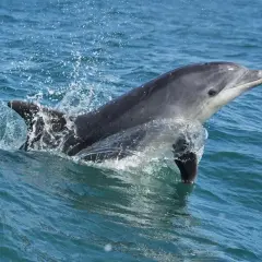 Delfin wyskakuje z wody, rozpryskując krople. Czy w Bałtyku są delfiny? Tak, choć rzadko, można je spotkać.