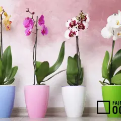 Cztery piękne storczyki odmiany Phalaenopsis w pastelowych doniczkach: żółty, różowy, biało-bordowy i biały.