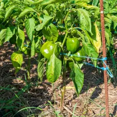 Des pieds de poivrons verts, bien chargés, poussent dans un potager paillé. Les fruits brillent sous le soleil.