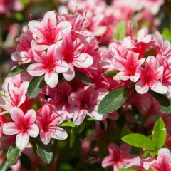 Kwitnący rododendron, piękny okaz do uprawy w ogrodzie. Różowo-białe kwiaty zachwycają intensywnością barw.