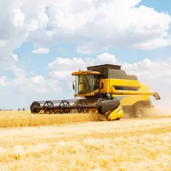 Żółta kombajn zbiera zboże na polu. Sprawdź aktualny cedrob rypin cennik, by poznać ceny skupu.