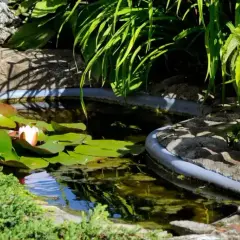 Un étang paisible avec des nénuphars, une grenouille décorative et une plante aquatique comestible en arrière-plan.