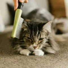 Un gato atigrado se acicala mientras le cepillan el pelo, una escena común cuando mudan el pelo los gatos.