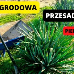 Kiedy sadzić juki ogrodowe, aby uniknąć błędów i marnotrawstwa