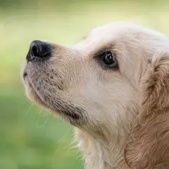Ile waży szczeniak golden retriever? Waga, rozwój i porady dla zdrowia psa