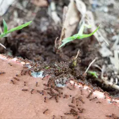 Rój mrówek maszeruje po brązowej powierzchni. Może to być sygnał, że potrzebny jest ocet na mrówki.