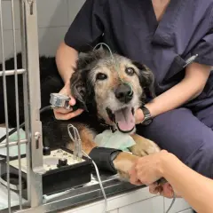 Hospital Veterinario Los Tarahales: servicios 24 horas y opiniones reales