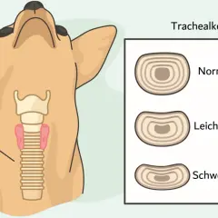 Illustration zeigt einen Hundehals mit der Luftröhre und Vergleiche von normaler, leichter und schwerer Trachealkollaps bei Hunden.
