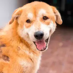 Perro con parches de alopecia, posiblemente por mastocitoma. La esperanza de vida varía según el tratamiento.