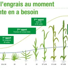 Illustration montrant la croissance du blé et les apports d'azote nécessaires à chaque étape.