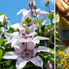 Vackra klematis sorter blommar i solen medan en person vattnar gula blommor i trädgården.