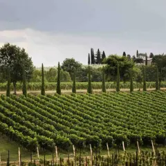 Vigneti ordinati e filari di cipressi nella tenuta Setteponti, con un casale in pietra e alberi sullo sfondo.