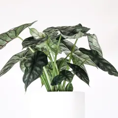 Alocasia Azlanii z ciemnozielonymi, błyszczącymi liśćmi o wyraźnym unerwieniu, w białej donicy.