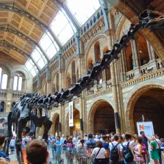 Szkielet dinozaura w holu Muzeum Historii Naturalnej w Londynie, z widownią w tle.