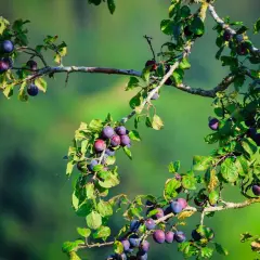 Reife Pflaumen hängen an einem Ast. Ein **Pflaumenbaum aus Kern ziehen** ist eine schöne Idee für den Garten.