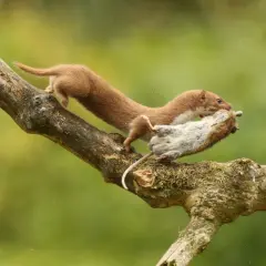 Ein Wiesel klettert mit einer Maus im Maul über einen moosbewachsenen Ast.