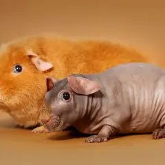 Dos cobayas, una peluda naranja y otra sin pelo gris, posan juntas. ¿Cuánto vive una cobaya? ¡Muchos años de compañía!