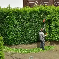 Osoba przycina gęsty żywopłot z laurowiśni, tworząc idealny kształt.