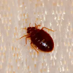Ciemnobrązowy robak, prawdopodobnie pluskwa, na jasnym materiale materaca.