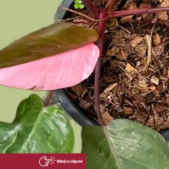 Philodendron Pink Princess z różowymi akcentami na liściach, rosnący w korze.