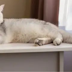 Gato blanco con ojos verdes, relajado sobre una mesa. Su cola se mueve suavemente, quizás explicando porque los gatos mueven la cola.