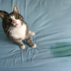 Gato gris y blanco mira con ojos amarillos, ¿por qué mi gato se mea en mi cama? Mancha verde en la sábana azul.