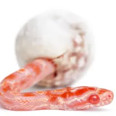 Una serpiente bebé rosada emerge de un huevo, mostrando cómo se reproducen las serpientes.