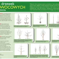 Kiedy można wycinać drzewa? - Porady i informacje