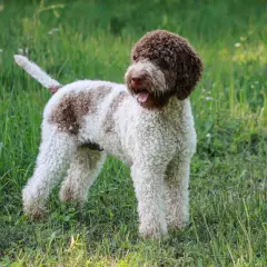 Un perro lagotto romagnolo, con su característico pelo rizado blanco y marrón, descansa en la hierba.