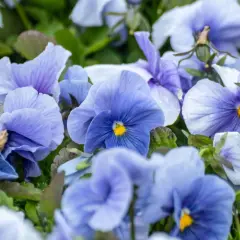 Blaue Stiefmütterchen trotzen dem Winter und bringen Farbe in die kalte Jahreszeit.