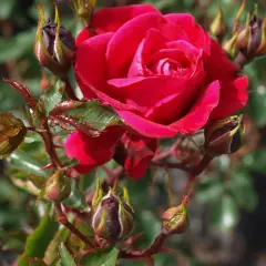 En djupröd ros, 'Ros New Dawn', blommar bland knoppar och gröna blad.
