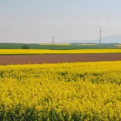 Jakie właściwości ma miód rzepakowy i jak może poprawić zdrowie