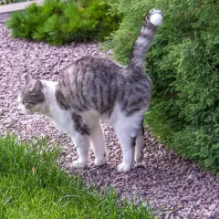 Graue Katze mit weißen Flecken steht im Garten, der Schwanz ist erhoben, als ob die katze markiert.