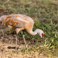 Żuraw z rudawym upierzeniem pochyla się nad ziemią, szukając pożywienia. Widać, że żurawie jedzą zielone pędy i strączki roślin.