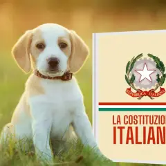 Un cucciolo di cane seduto sull'erba accanto a un libro intitolato "La Costituzione Italiana".