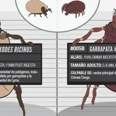 Todo lo que necesitas saber sobre la garrapata de mar y sus riesgos