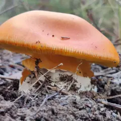Un hongo de color naranja vibrante, como un huevo de rey, emerge de la tierra, rodeado de agujas de pino y hojarasca.