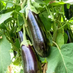 Aubergines sombres et brillantes poussent sur leur plant, prêtes à être cueillies. Leur taille est parfaite pour une ratatouille.