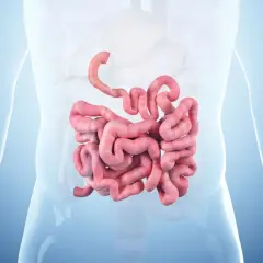 Anatomical illustration showing the coiled structure of the small intestine, highlighting its complexity and the potential for issues like rak jelita cienkiego.