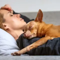 Mały piesek śpi wtulony w nogi kobiety. Może dlatego pies kładzie się na moim miejscu, bo czuje się bezpiecznie i kochany.
