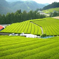 Grüne Teeplantagen in Japan, woher kommt matcha. Sanfte Hügel, perfekt geschnittene Teefelder und ein rotes Haus.