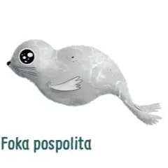 Co naprawdę żyje w Bałtyku? Ssaki, ryby, meduzy i ich sekrety